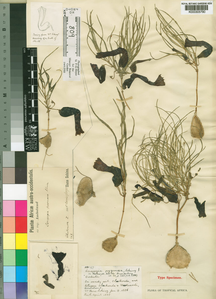 Brachystelma gymnopodum