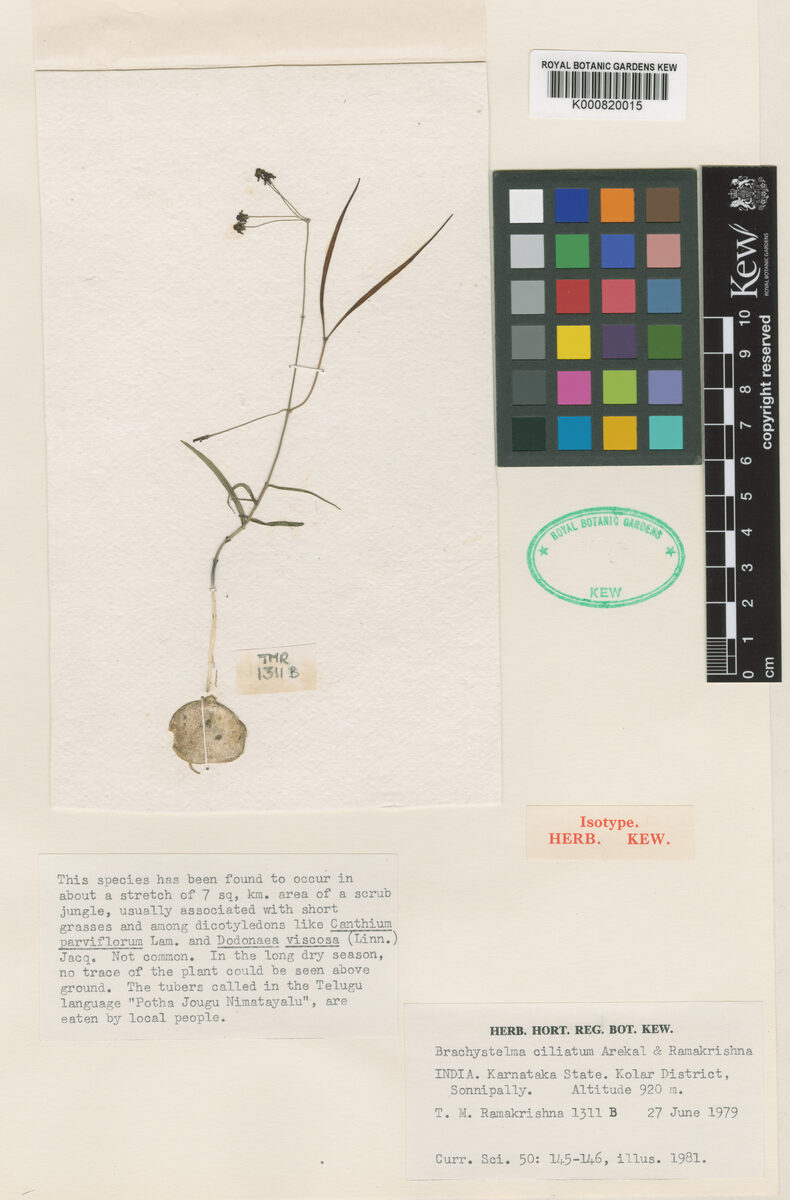 Brachystelma laevigatum