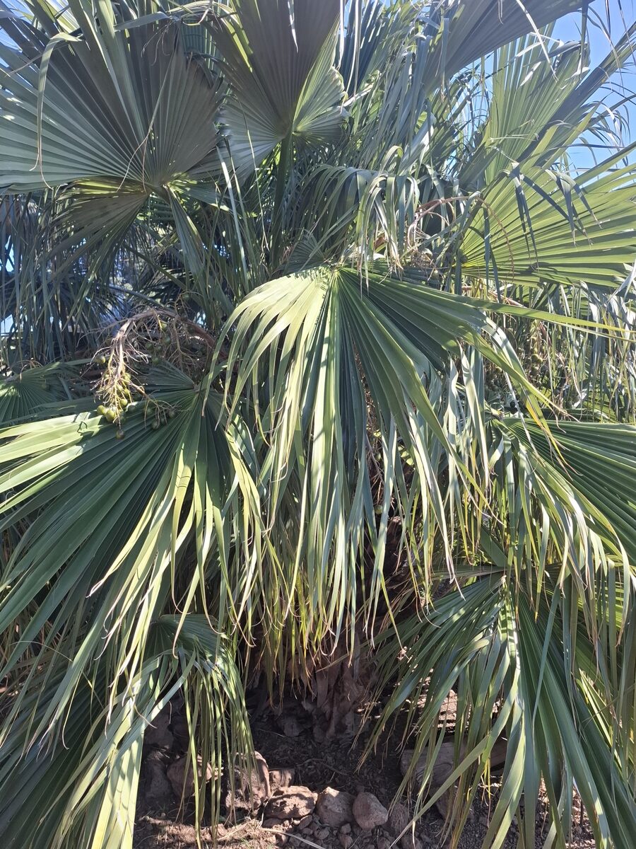 Brahea edulis (Guadeloupe fan palm) — photo