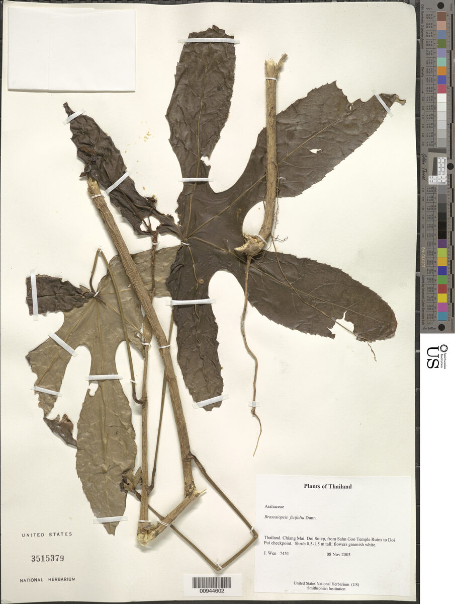 Brassaiopsis ficifolia (Tang duea) — photo