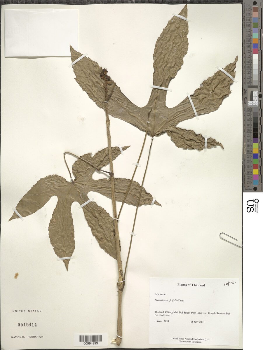 Brassaiopsis ficifolia (Tang duea) — photo
