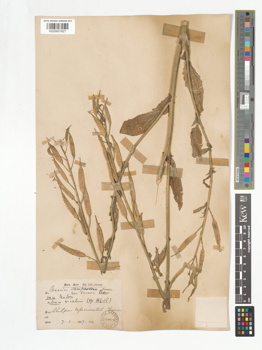 Brassica campestris var. sarson (Indian colza) — photo