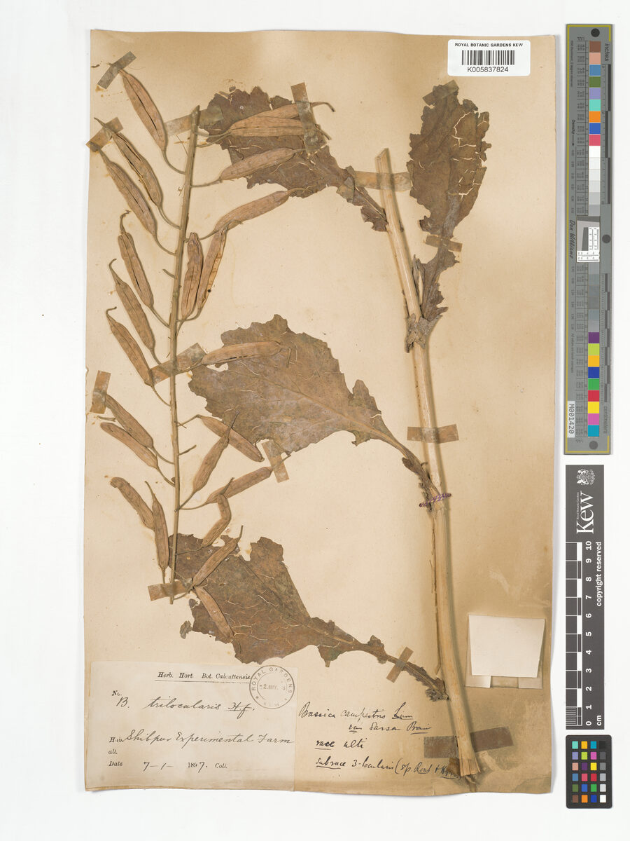 Brassica campestris var. sarson (Indian colza) — photo