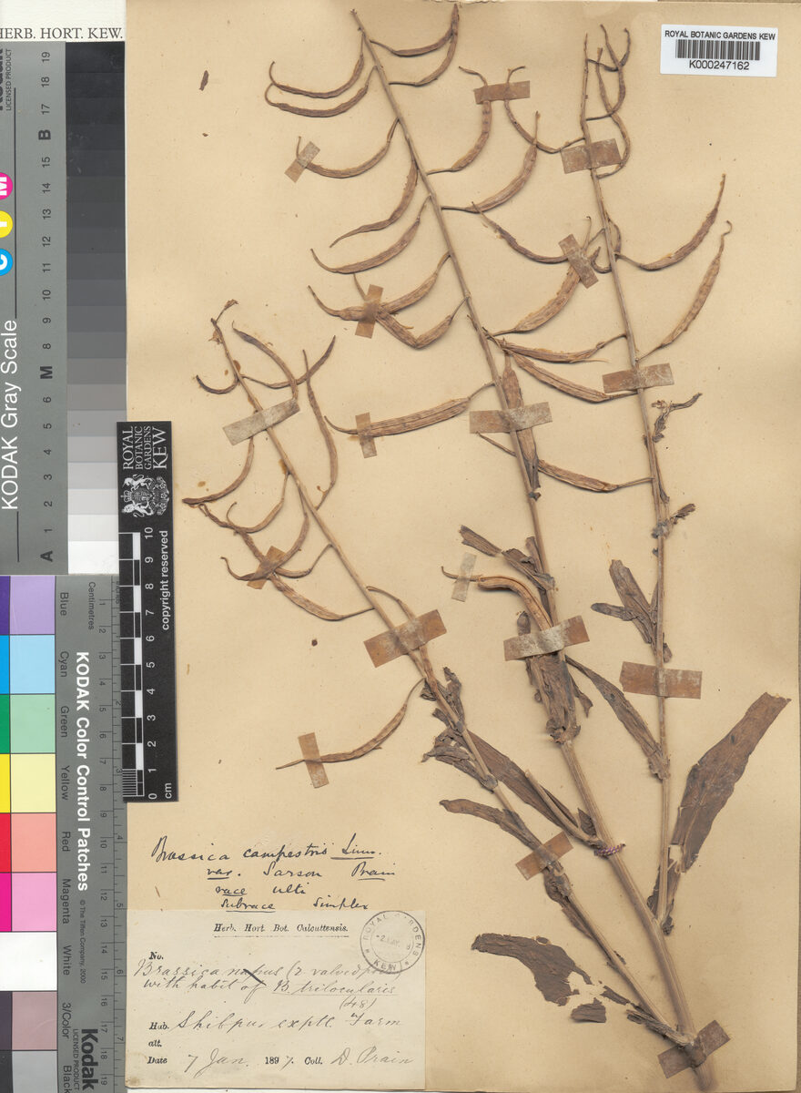 Brassica campestris var. sarson