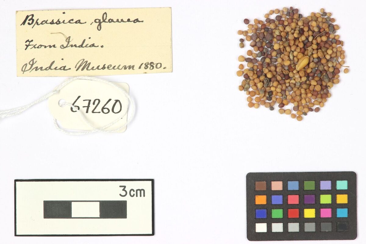 Brassica glauca — photo