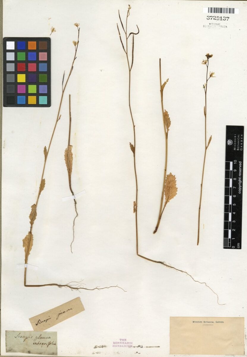 Brassica glauca