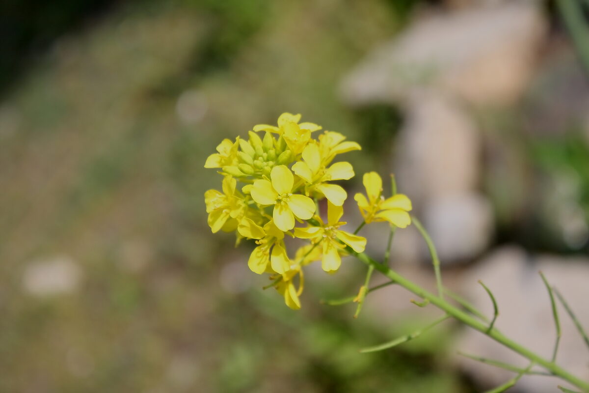 Brassica juncea (Indian mustard) — photo