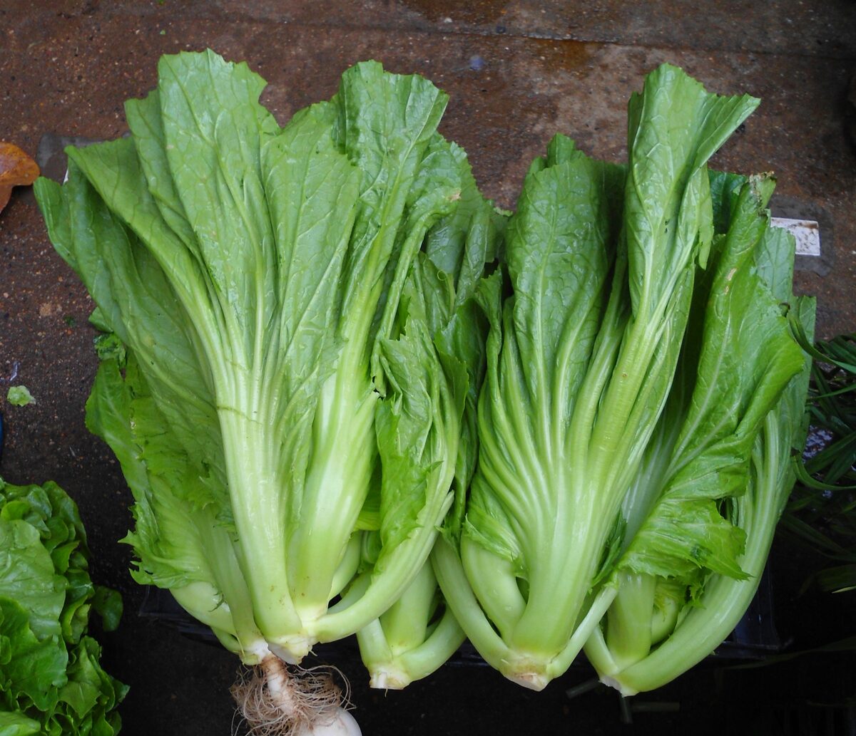 Brassica juncea (Indian mustard) — photo