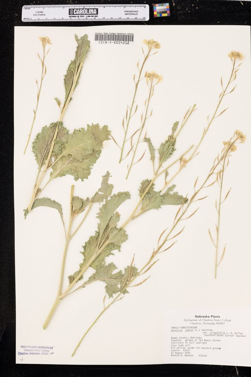 Brassica juncea crispifolia (Curled Mustard) — photo
