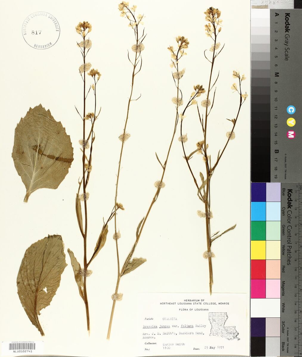 Brassica juncea foliosa (Leaf Mustard) — photo