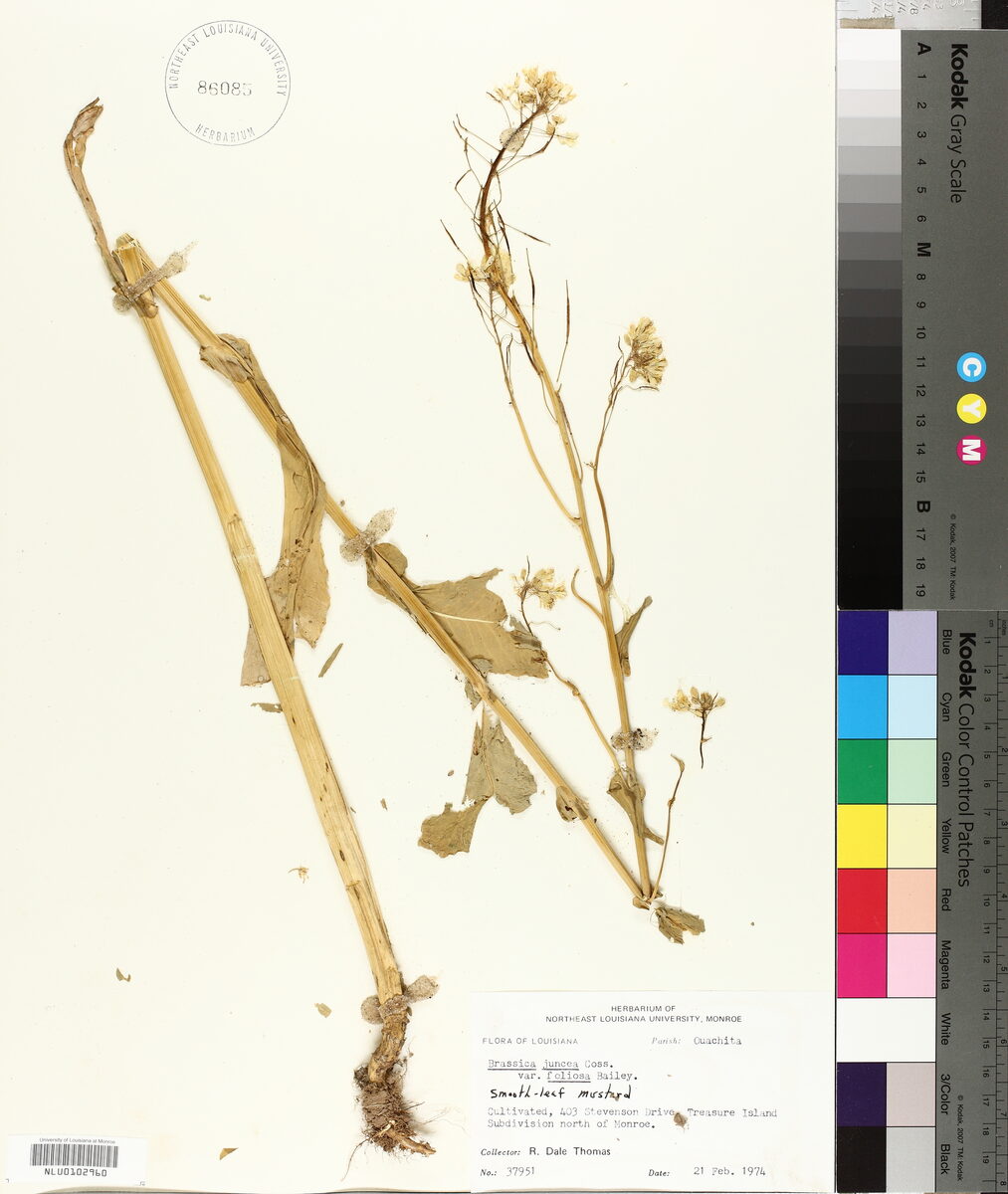 Brassica juncea foliosa (Leaf Mustard) — photo
