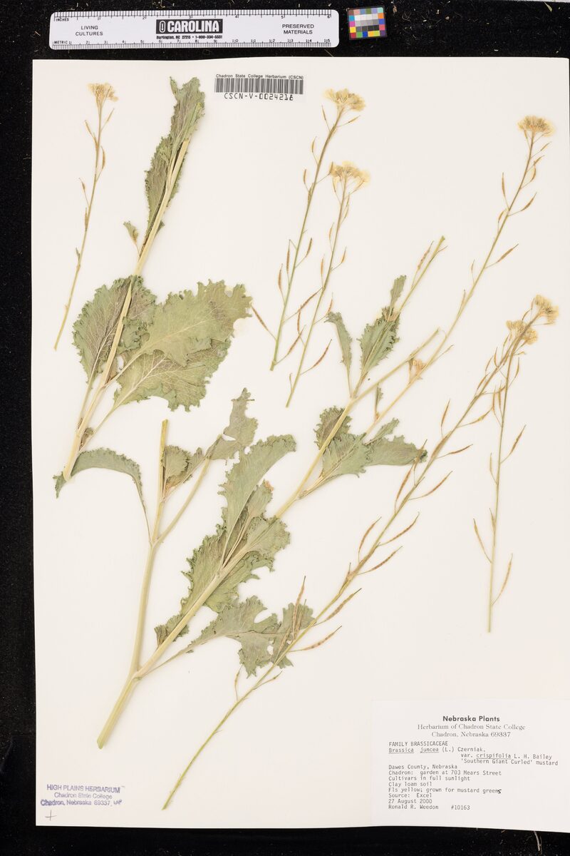 Brassica juncea integrifolia crispifolia (Curled Mustard) — photo