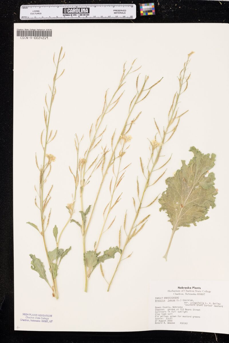 Brassica juncea integrifolia crispifolia (Curled Mustard) — photo