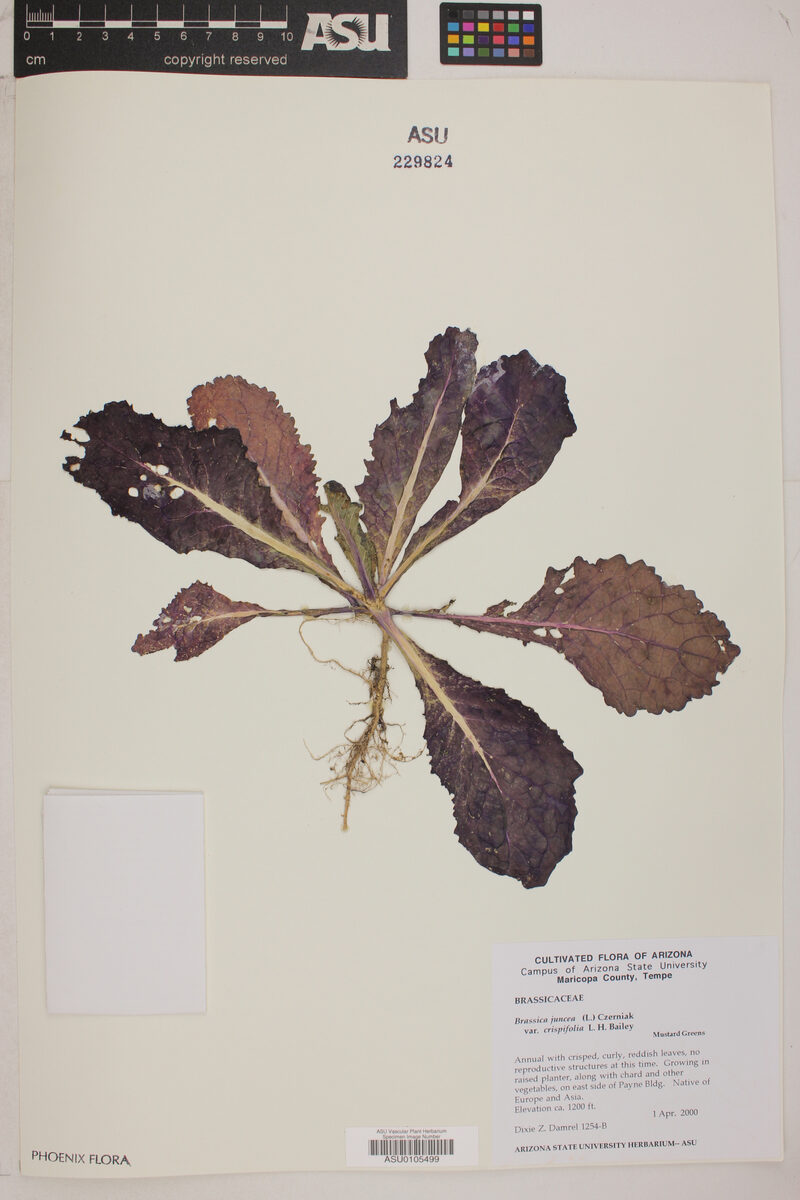 Brassica juncea integrifolia crispifolia