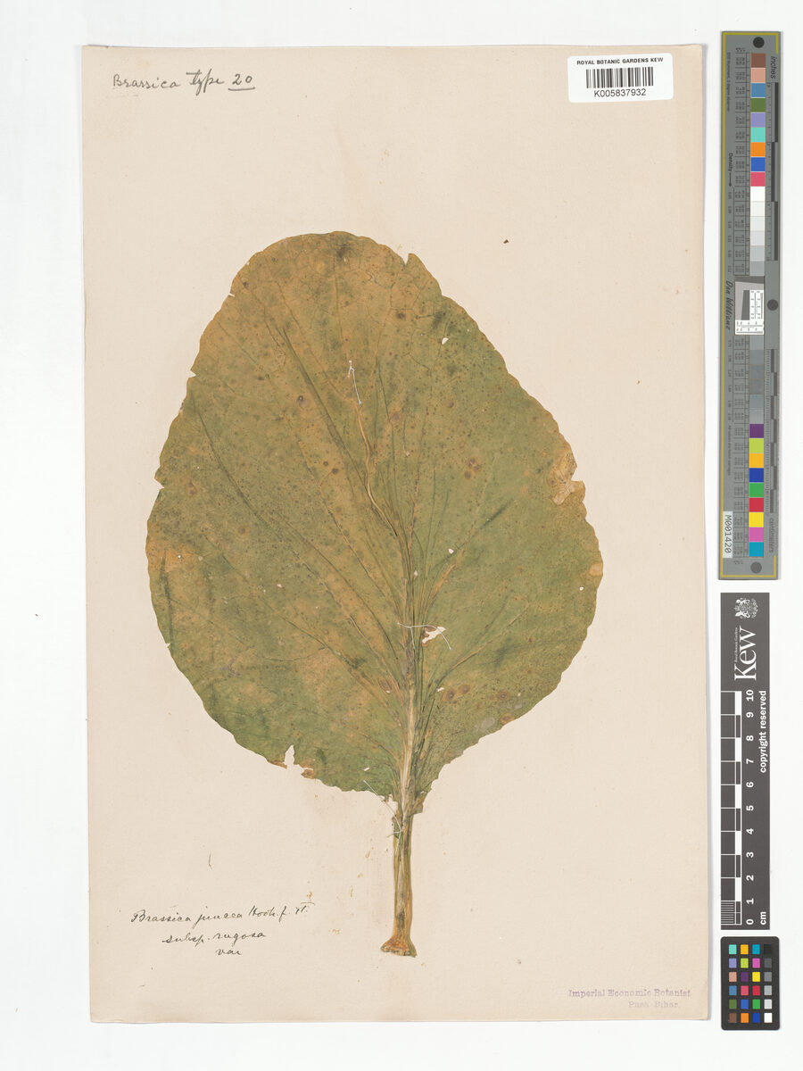 Brassica juncea rugosa - (Roxb.)N.Tsen.&S.N.Lee. (Head Mustard) — photo