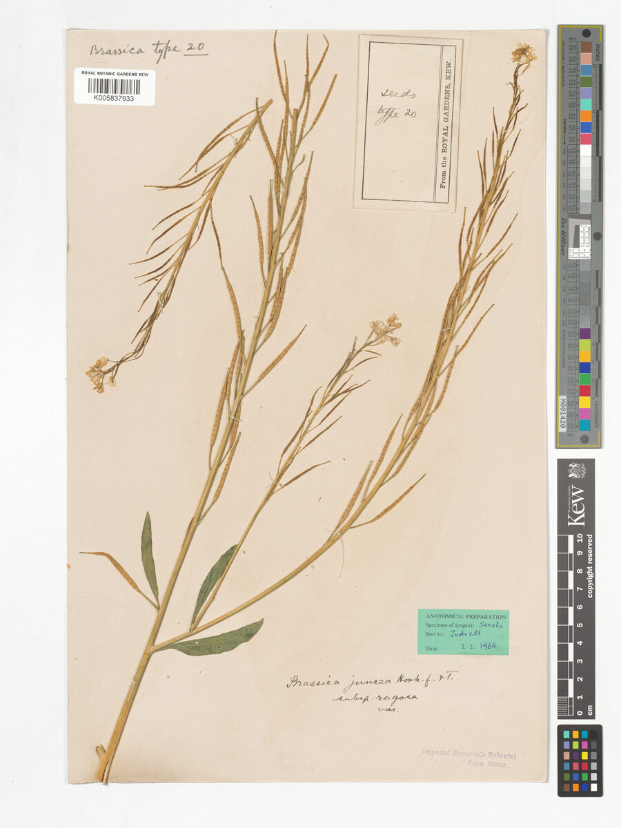 Brassica juncea rugosa - (Roxb.)N.Tsen.&S.N.Lee. (Head Mustard) — photo