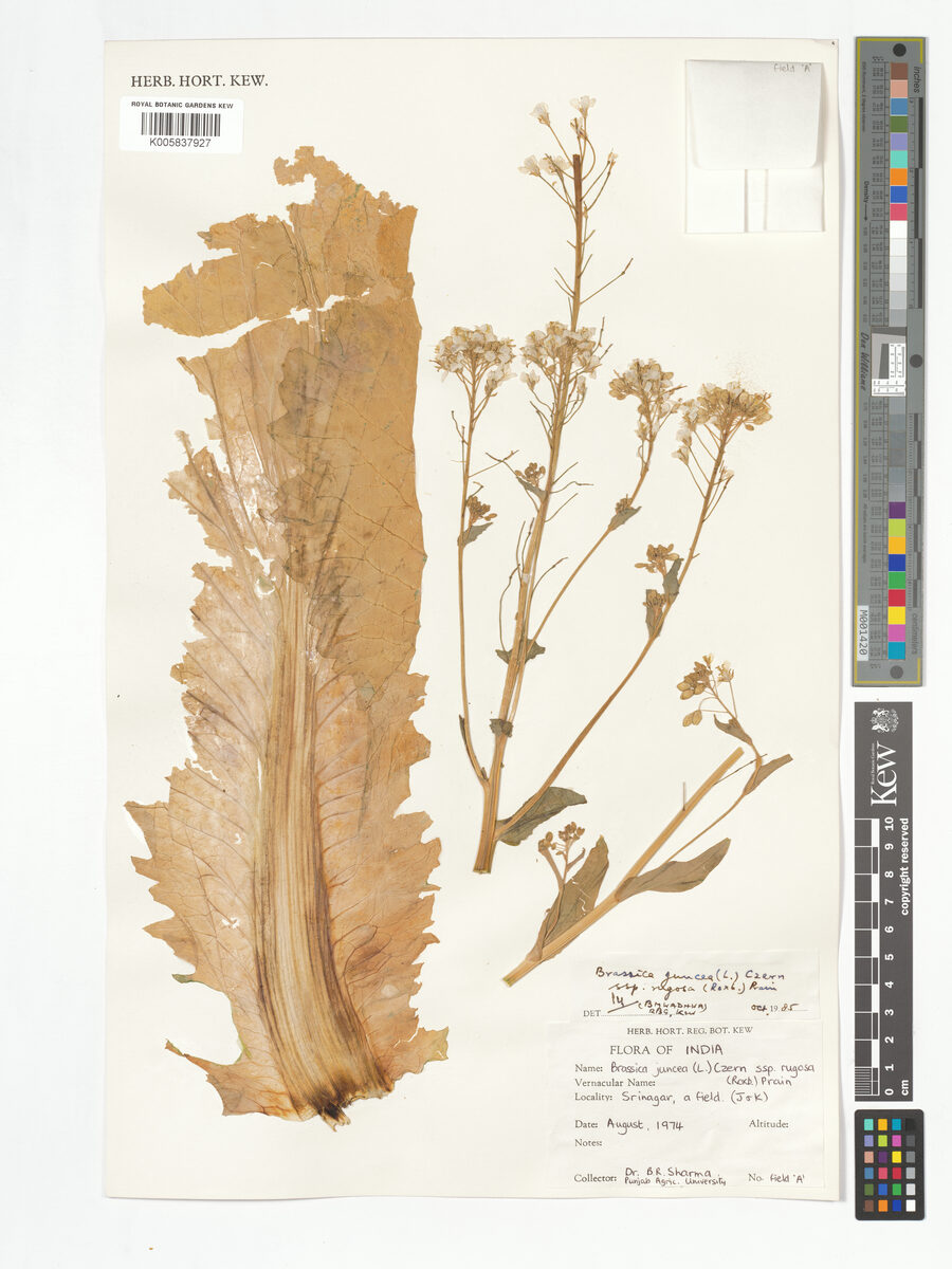 Brassica juncea rugosa - (Roxb.)N.Tsen.&S.N.Lee.