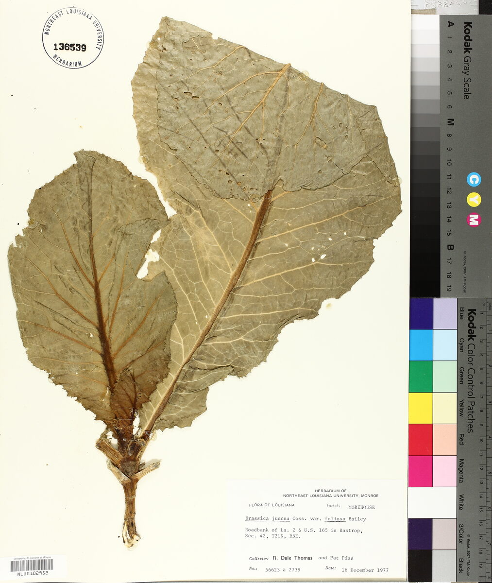 Brassica juncea var. foliosa