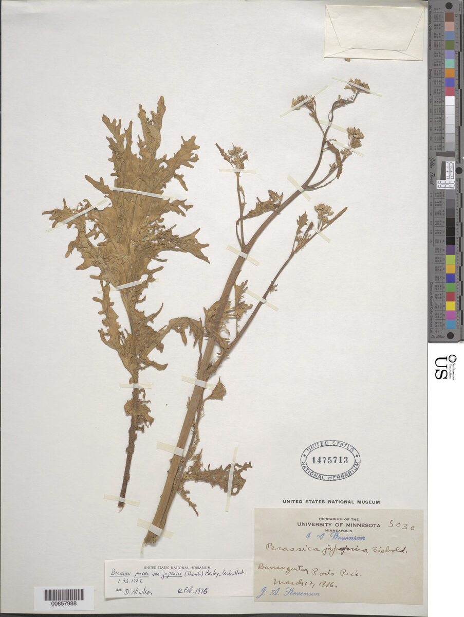 Brassica juncea var. japonica