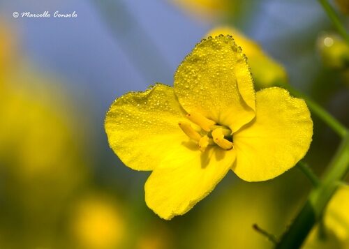 Brassica napus (Canola) — photo