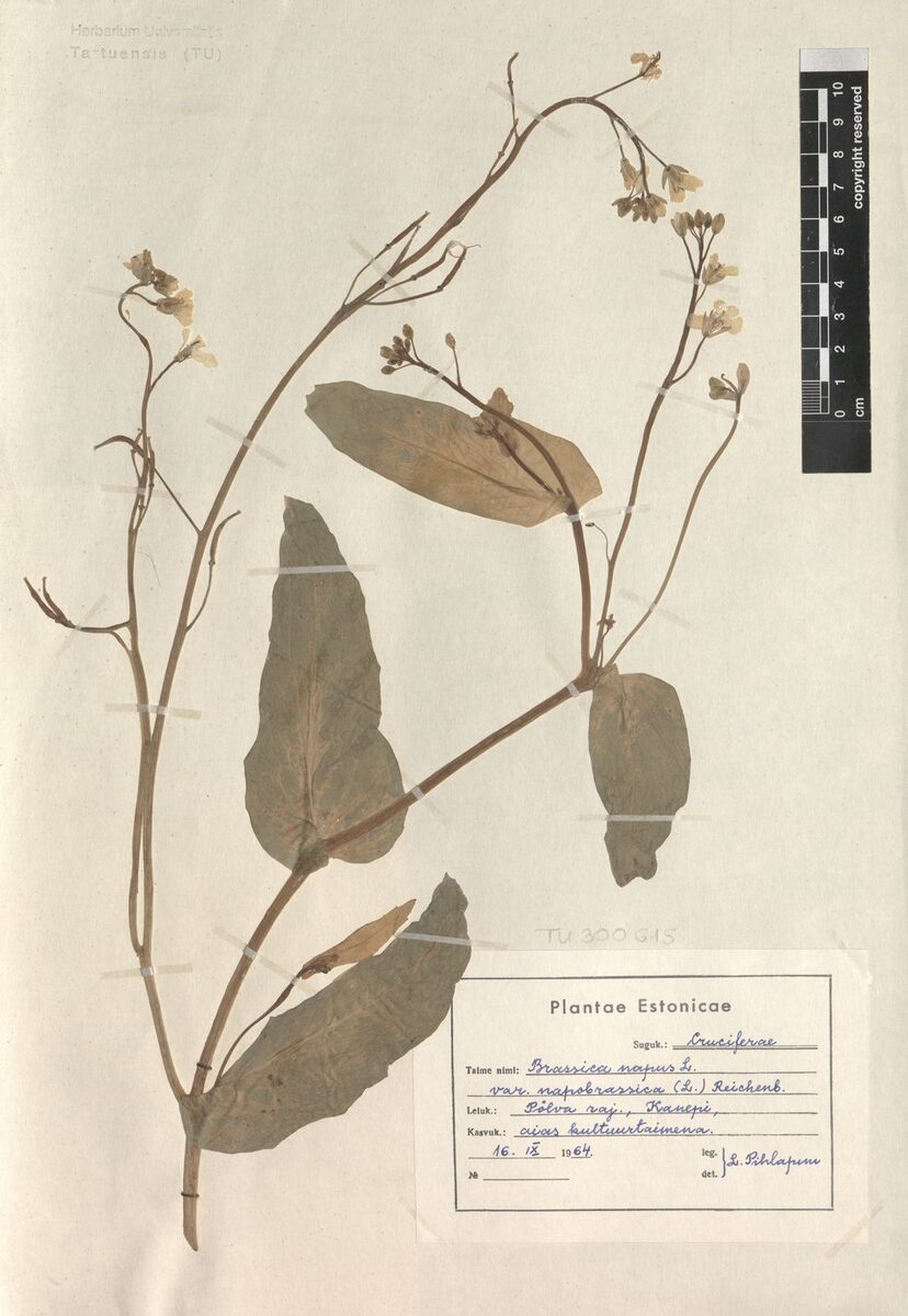 Brassica napus napobrassica - (L.)Rchb.