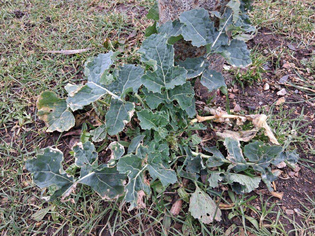 Brassica napus (Canola) — photo