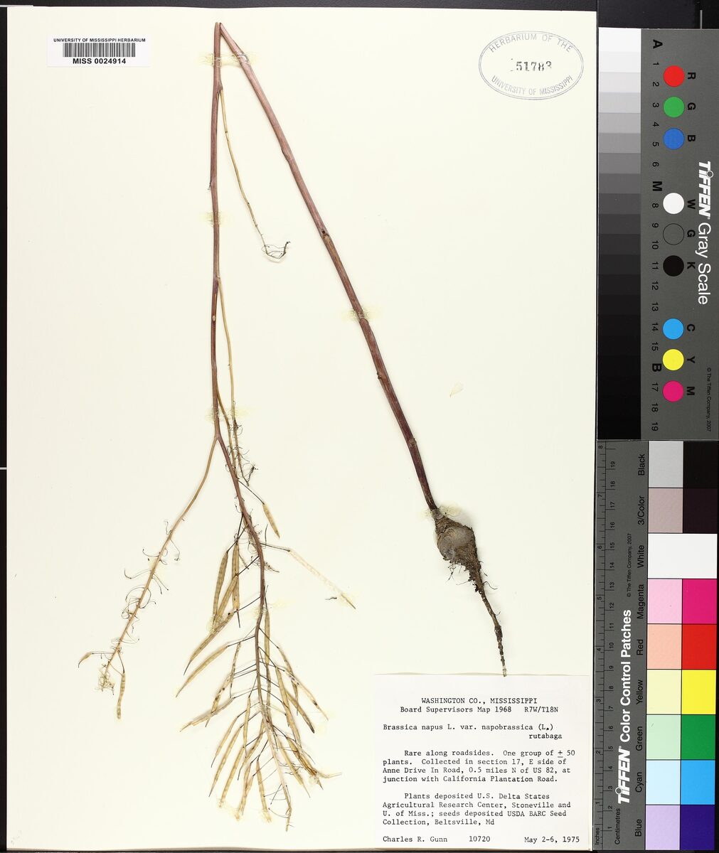 Brassica napus var. napobrassica (Swede) — photo