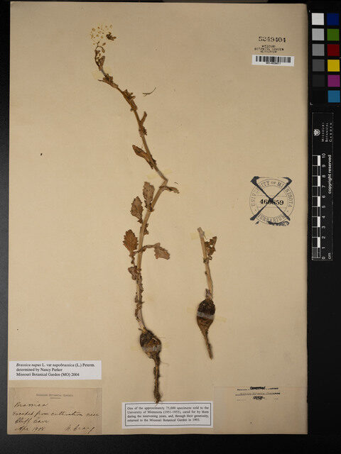 Brassica napus var. napobrassica (Swede) — photo