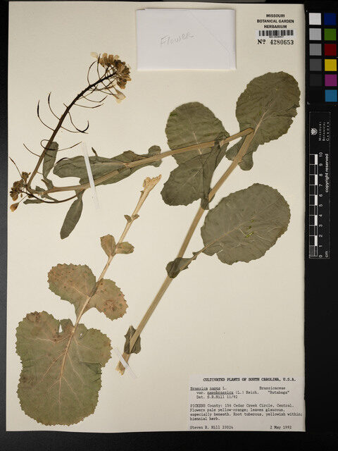 Brassica napus var. napobrassica