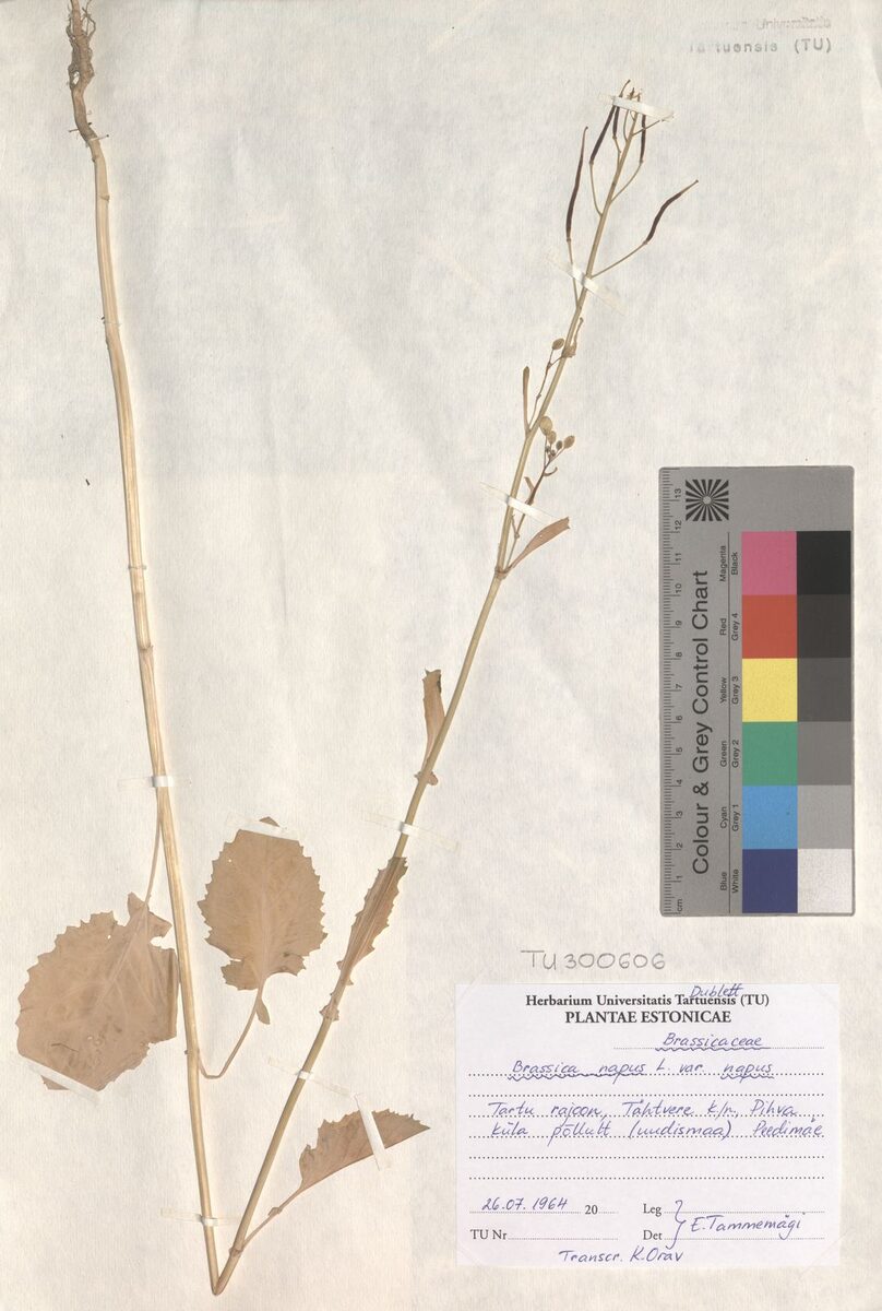 Brassica napus var. napus