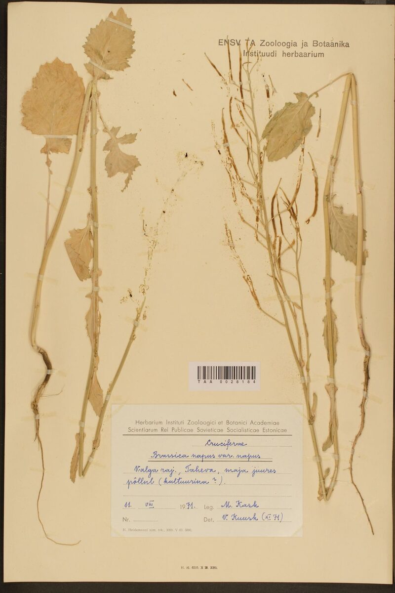 Brassica napus var. napus (Rape) — photo
