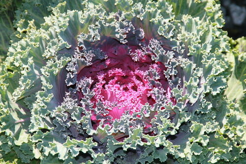 Brassica oleracea acephala (Collards) — photo