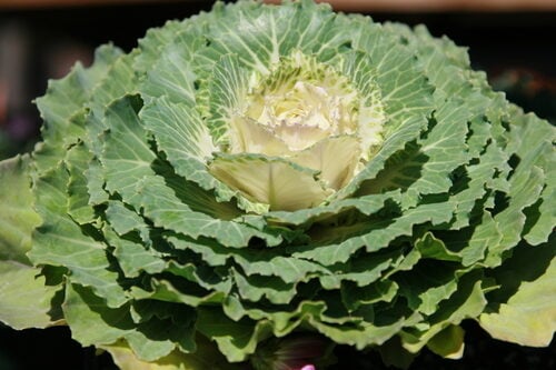 Brassica oleracea acephala (Collards) — photo