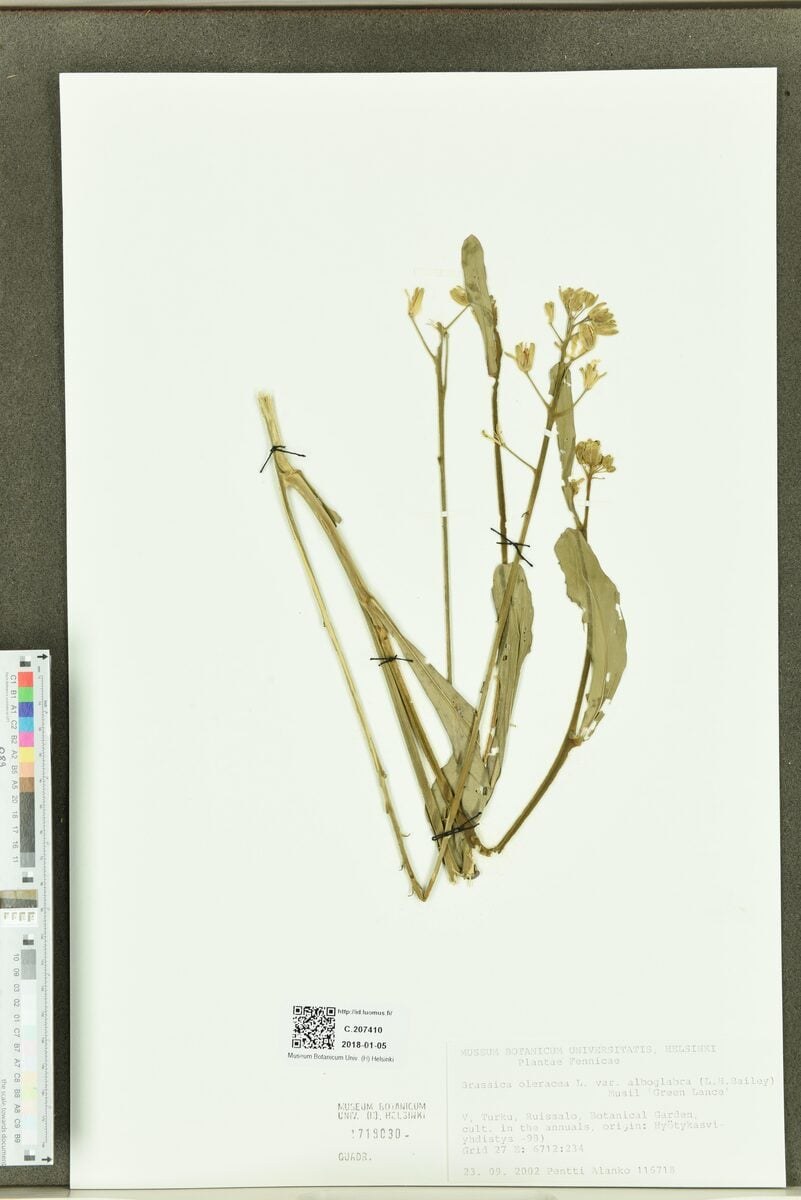 Brassica oleracea alboglabra - (L.H.Bailey)Musil.