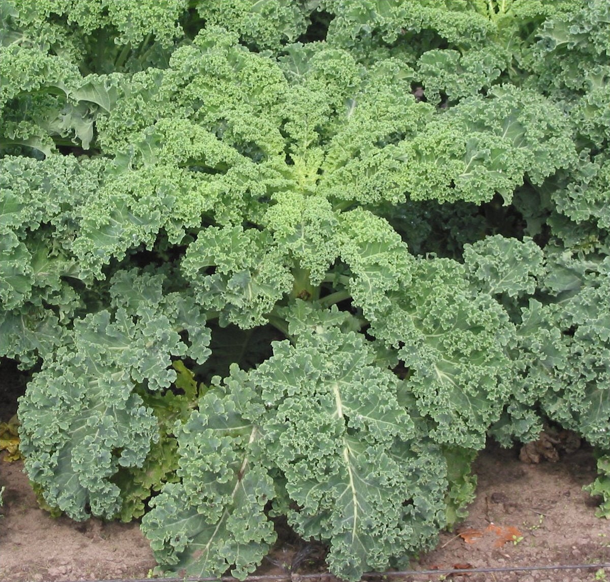 Brassica oleracea (Wild cabbage) — photo