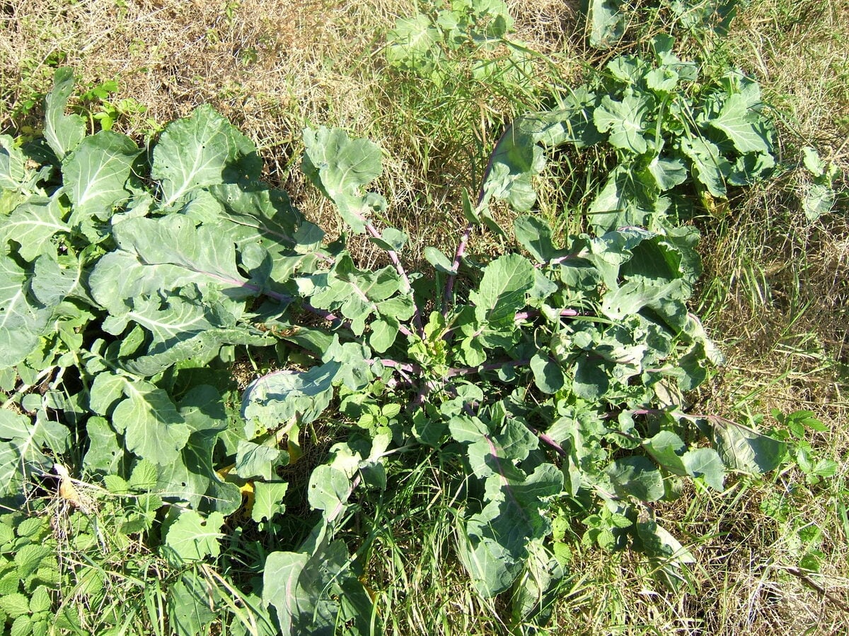 Brassica oleracea (Wild cabbage) — photo