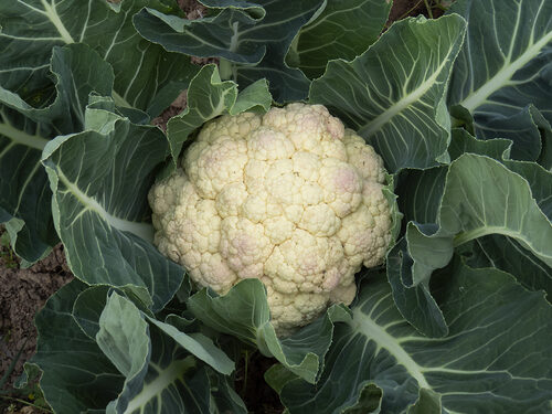 Brassica oleracea botrytis (Cauliflower) — photo