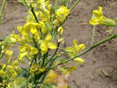 Brassica oleracea botrytis (Cauliflower) — photo