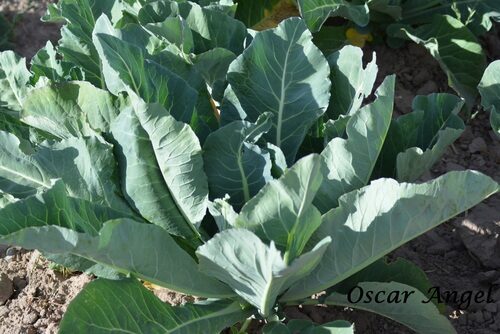 Brassica oleracea botrytis