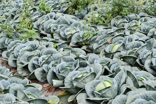 Brassica oleracea capitata (Cabbage) — photo