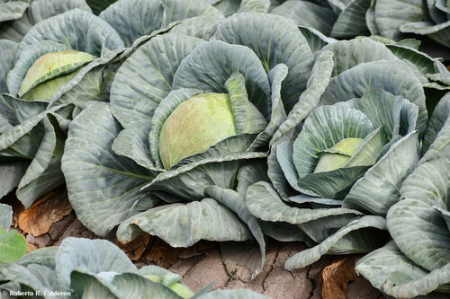 Brassica oleracea capitata