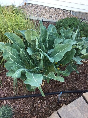 Brassica oleracea costata