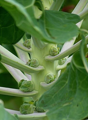 Brassica oleracea gemmifera (Brussels Sprouts) — photo