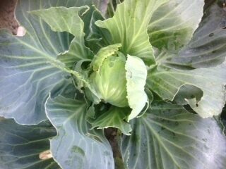 Brassica oleracea gemmifera (Brussels Sprouts) — photo