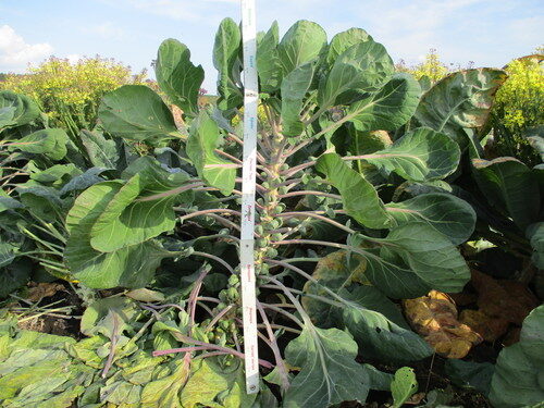 Brassica oleracea gemmifera