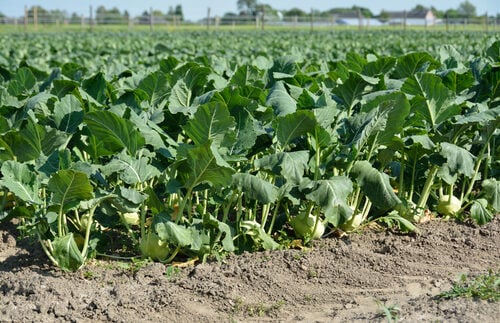 Brassica oleracea gongylodes (Kohl Rabi) — photo