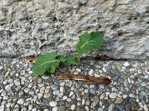 Brassica oleracea gongylodes (Kohl Rabi) — photo