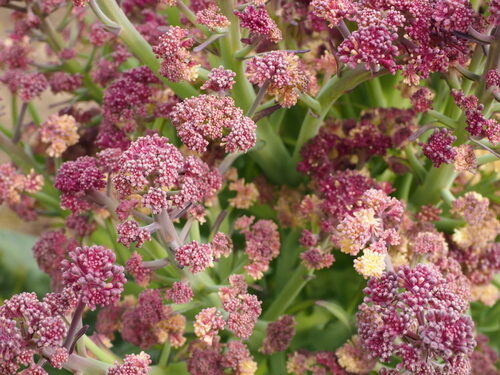 Brassica oleracea italica (Broccoli) — photo