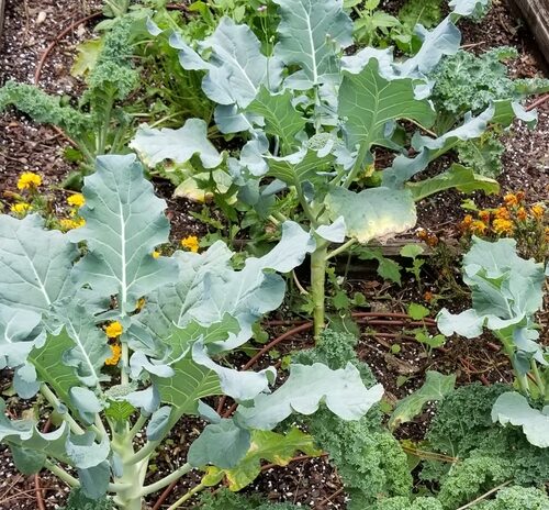 Brassica oleracea italica
