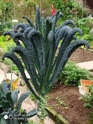 Brassica oleracea palmifolia (Jersey Kale) — photo